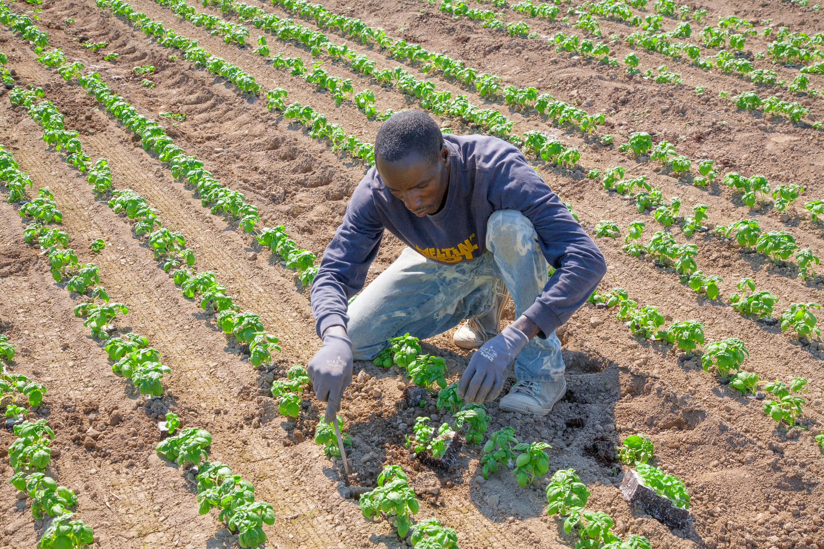 Agriculture durable pour lutter contre le chômage des jeunes en Afrique