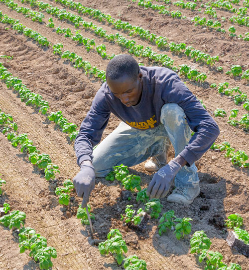 Une agriculture durable pour lutter contre le chômage des jeunes en Afrique