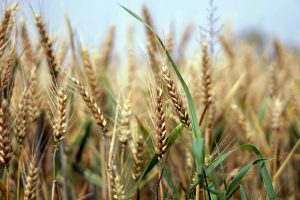 Baisse de la production mondiale des céréales