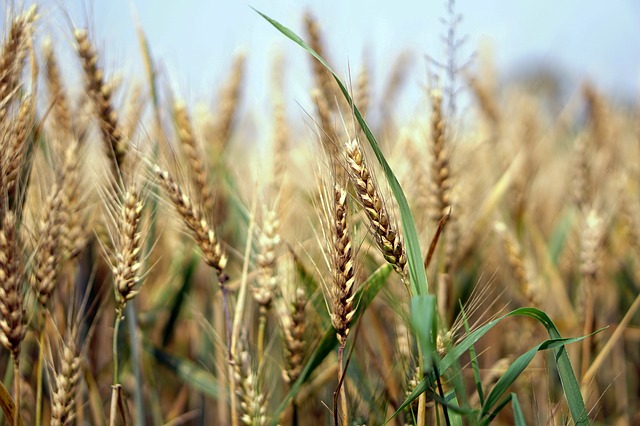 Baisse de la production mondiale des céréales