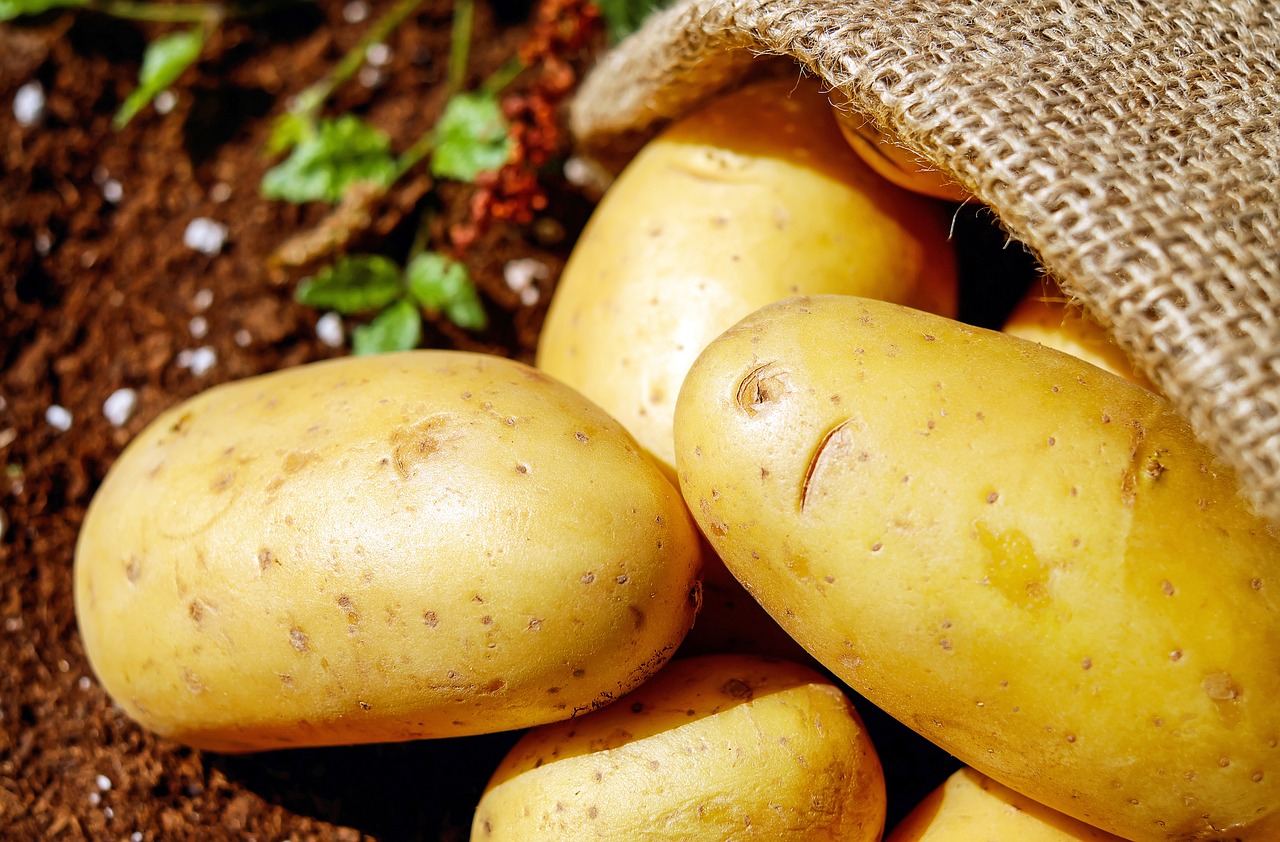 Le changement climatique menace la pomme de terre en Europe