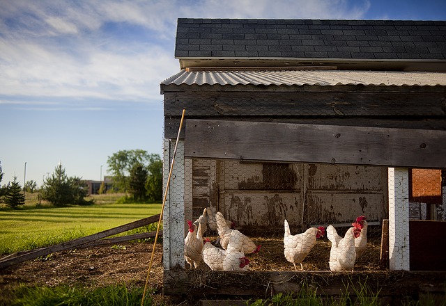 L'élevage de poulet en Inde