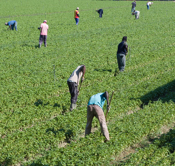 Quand nourrir l'humanité rime avec préservation de la planète