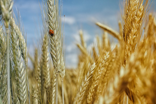 Production de blé haut de gamme