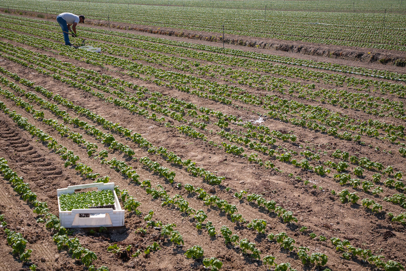 Vers un ralentissement prononcé de la demande mondiale de produits agricoles