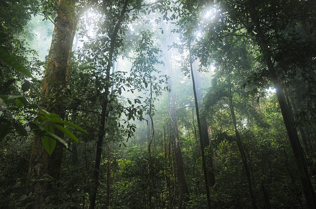 forest-trees