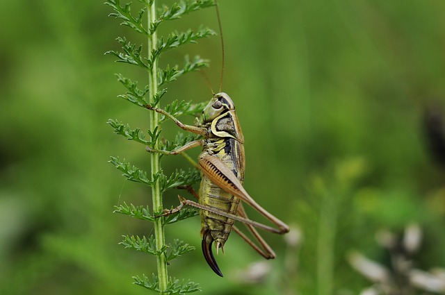 invasion-criquets-criket