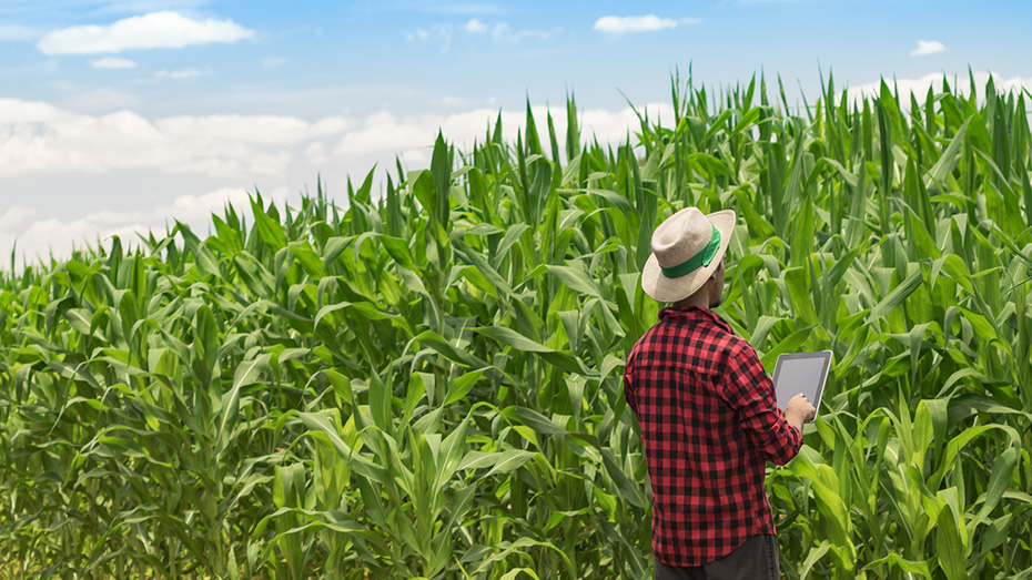 La blockchain en agriculture  construire la confiance par le numérique