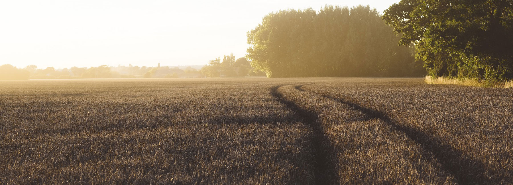 agricultureblebiologique  Willagri  Comprendre les enjeux de l