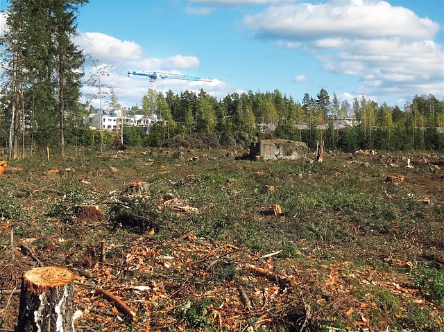 Caoutchouc naturel - Stratégie nationale de lutte contre la déforestation  importée