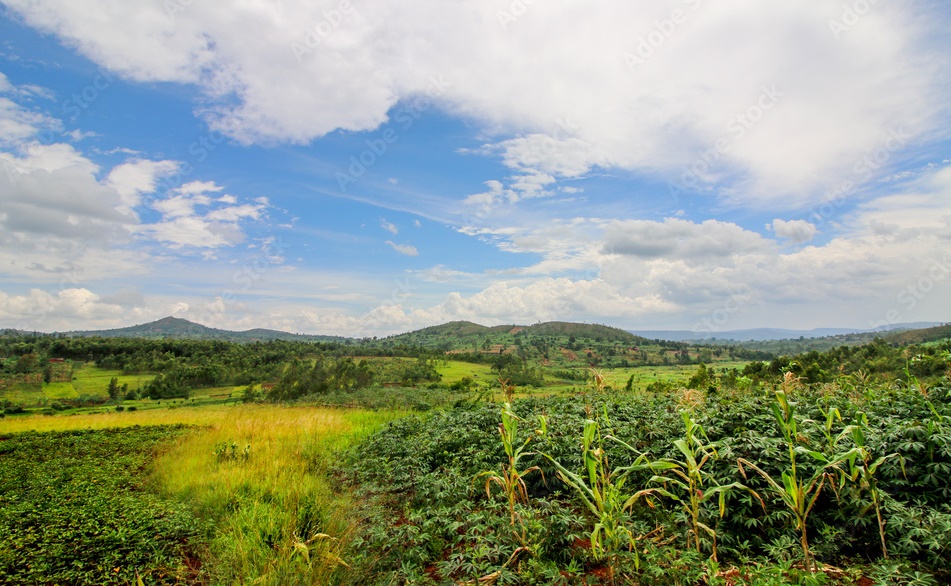 vue panoramique d’un champ de manioc, de maïs et de millet (@ Nieuwenkampr)