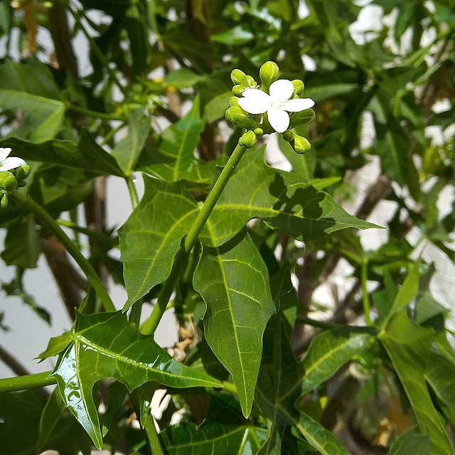Fleur de Manioc (@Vijayanrajapuram)