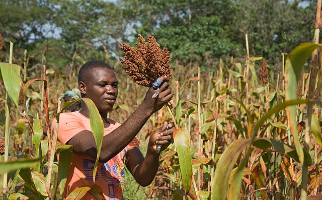 Récoltes de sorgho au Burkina Faso (Rik Schuiling / TropCrop-TCS)