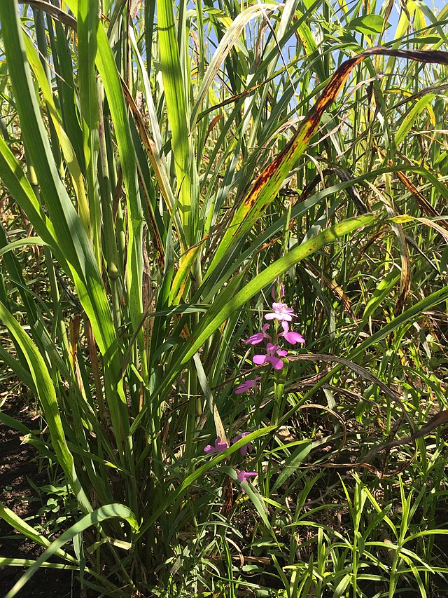 Plantes de Striga hermonthica (@Aneth David (SLU)