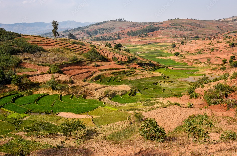 L’Inde impose ses règles sur le marché mondial du riz ! Willagri