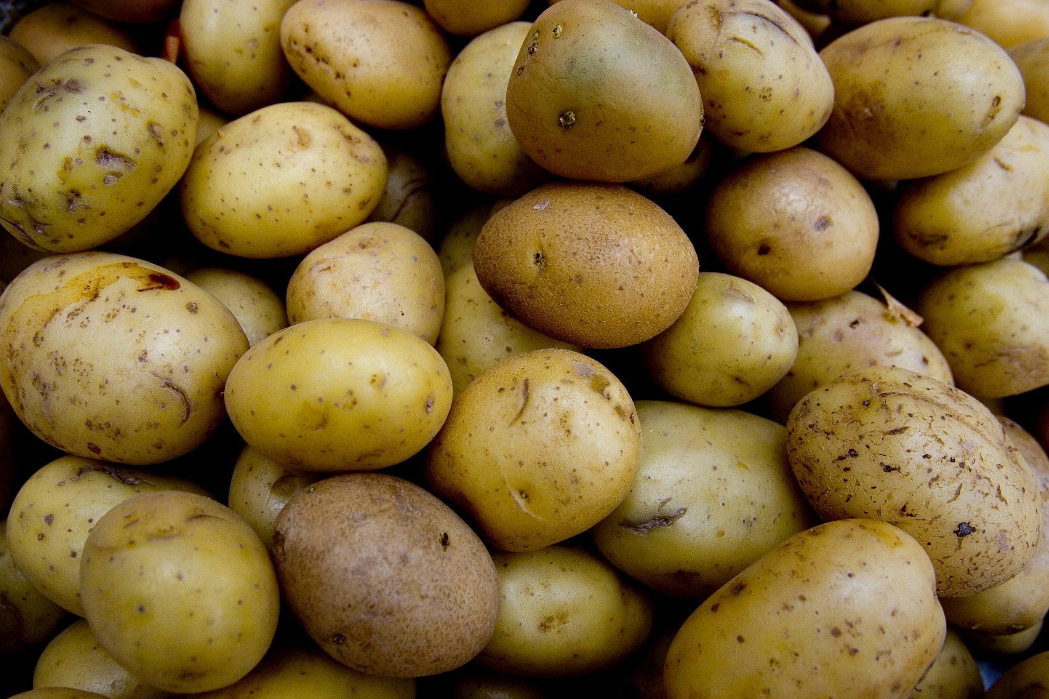 La Pommes de terre, 2ème production agricole en 2030 ? - Willagri ...