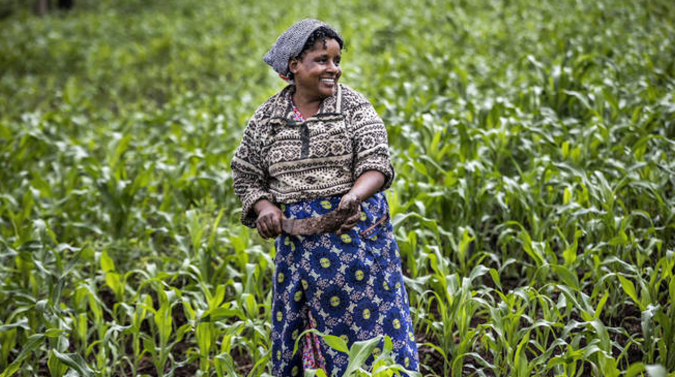 Strengthening Agricultural Value Chains in Africa - Willagri ...
