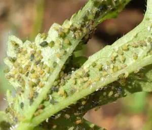 Disease and pest impacts